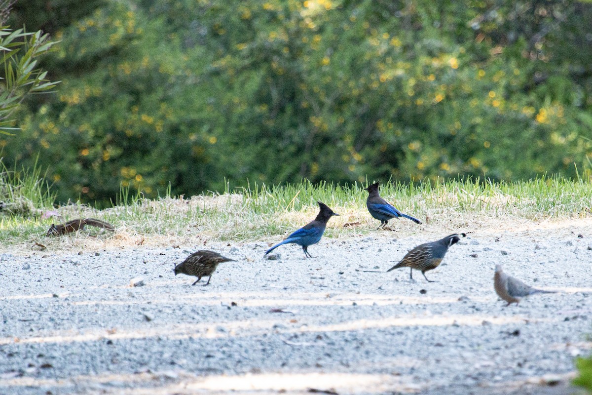 Steller's Jay - ML635383349