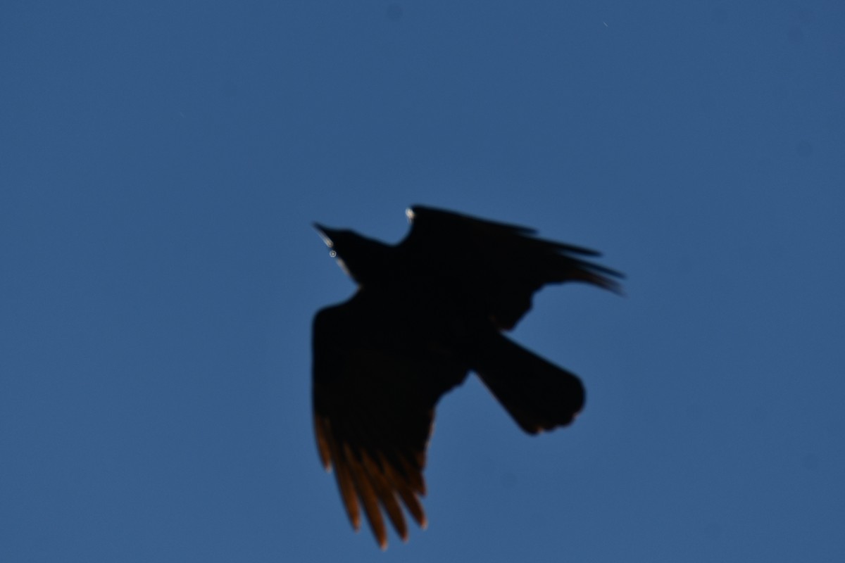 American Crow - ML635383519