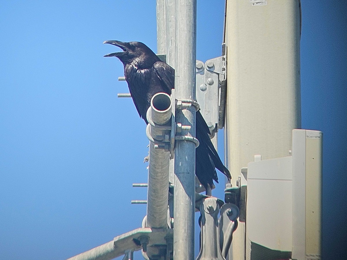 Common Raven - ML635383649