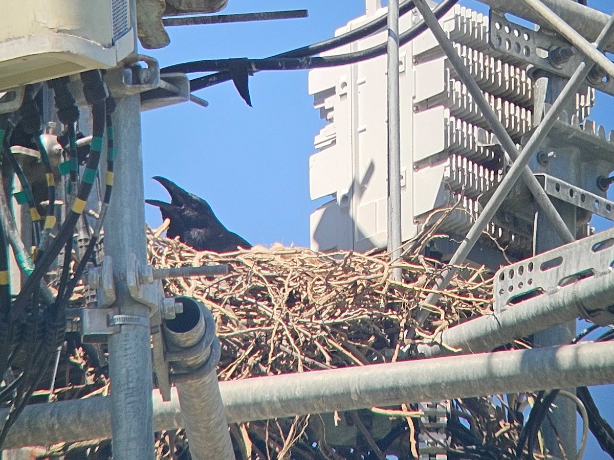 Common Raven - ML635383650