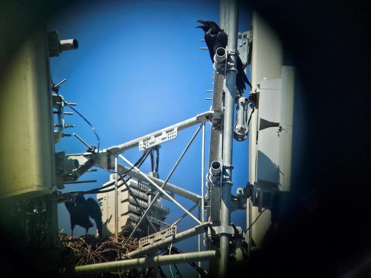 Common Raven - ML635383651