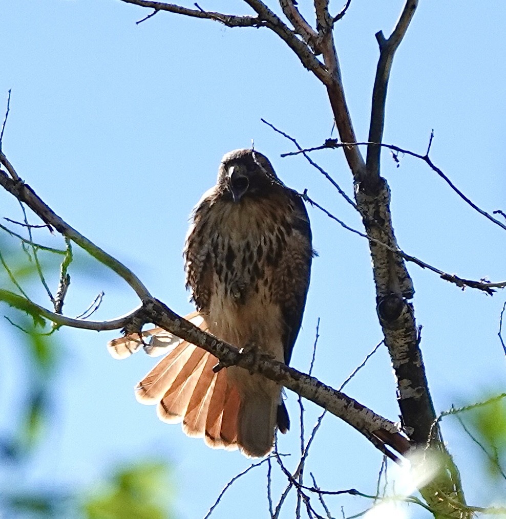Red-tailed Hawk - ML635383677