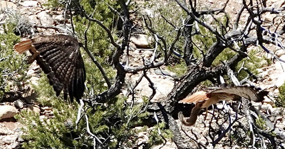 Red-tailed Hawk - ML635383678