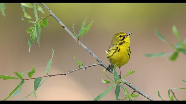 Prairie Warbler - ML635383684