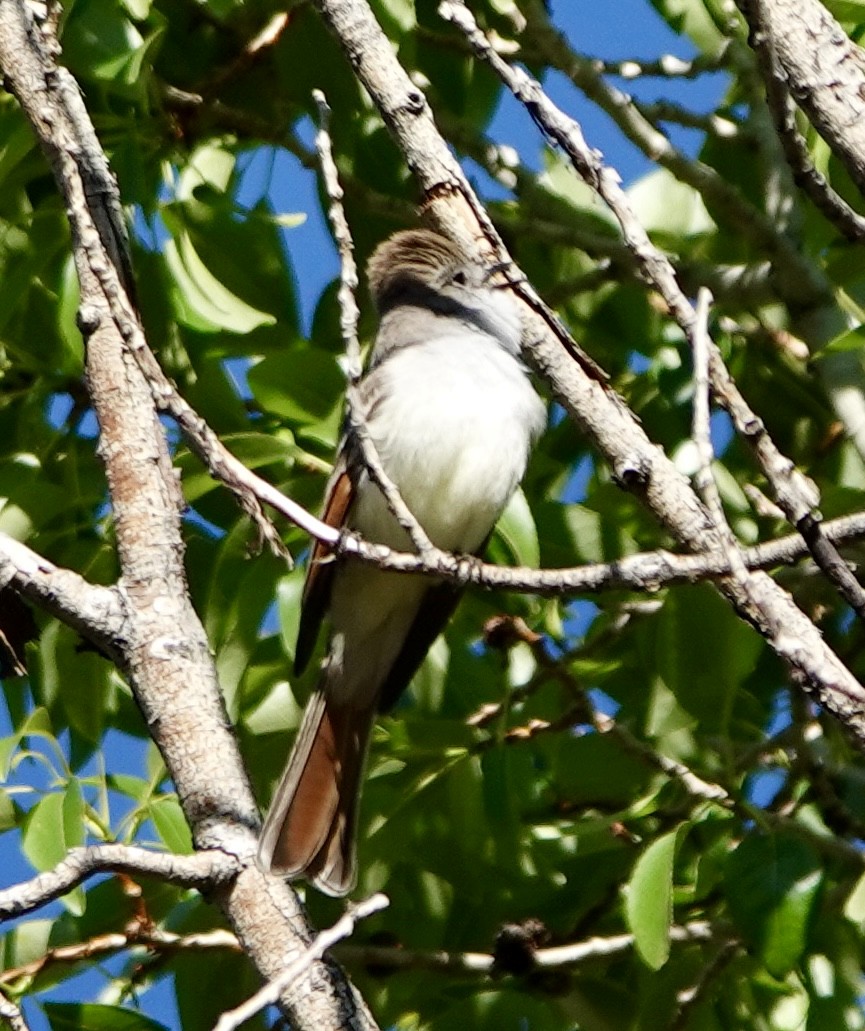 Ash-throated Flycatcher - ML635383693