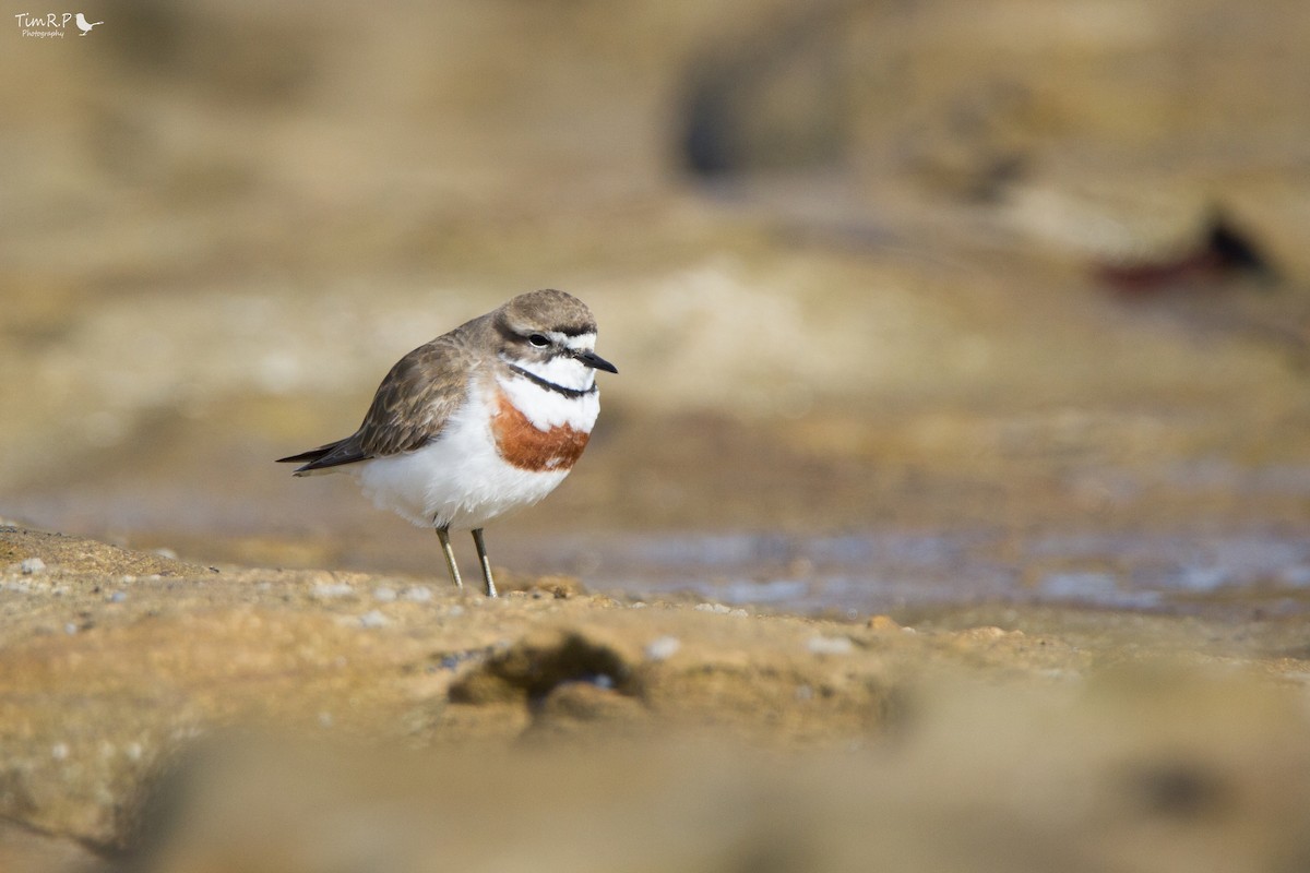 Double-banded Plover - ML63538371
