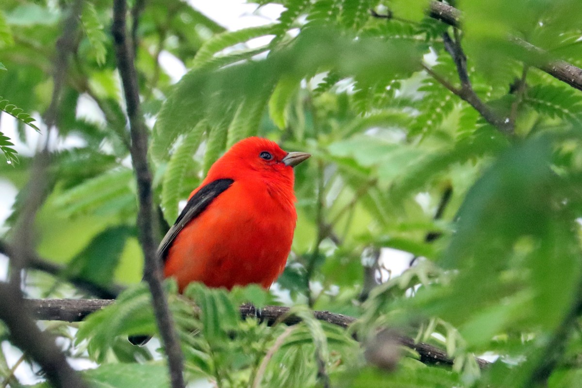 Scarlet Tanager - ML635383740