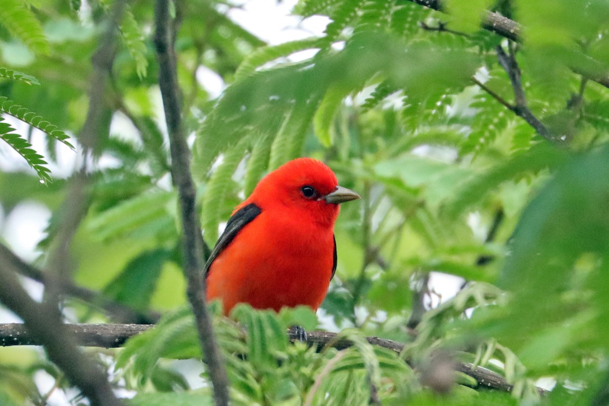 Scarlet Tanager - ML635383741