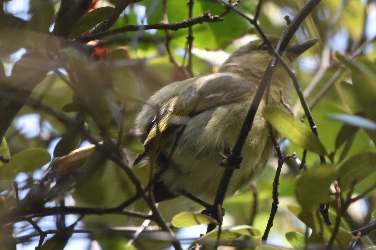 Thick-billed Vireo - ML635383756