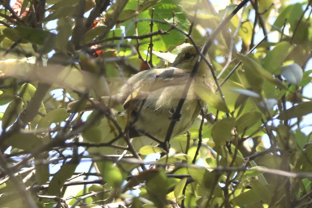 Thick-billed Vireo - ML635383757
