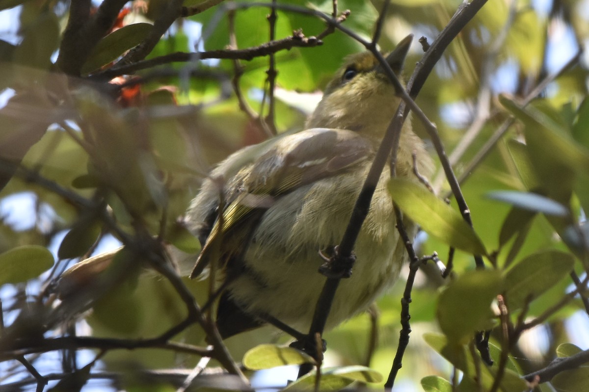 Thick-billed Vireo - ML635383758