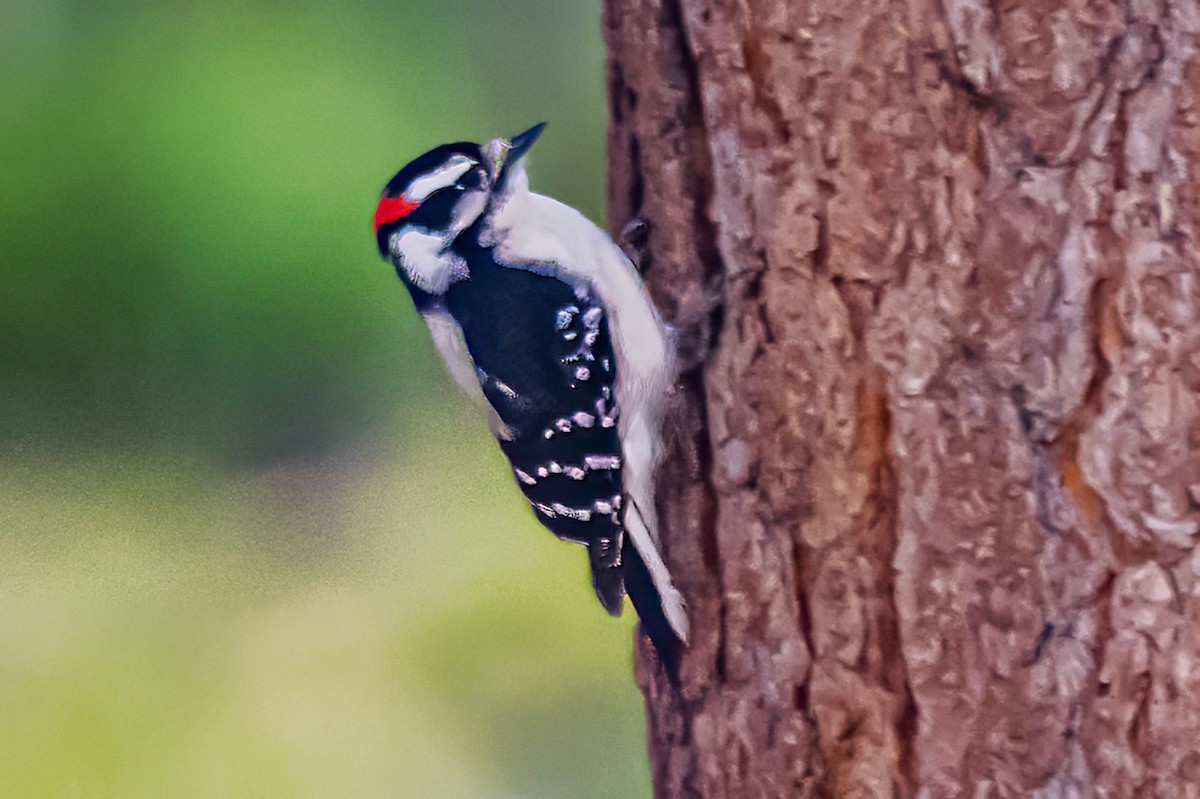 Downy Woodpecker - ML635383781