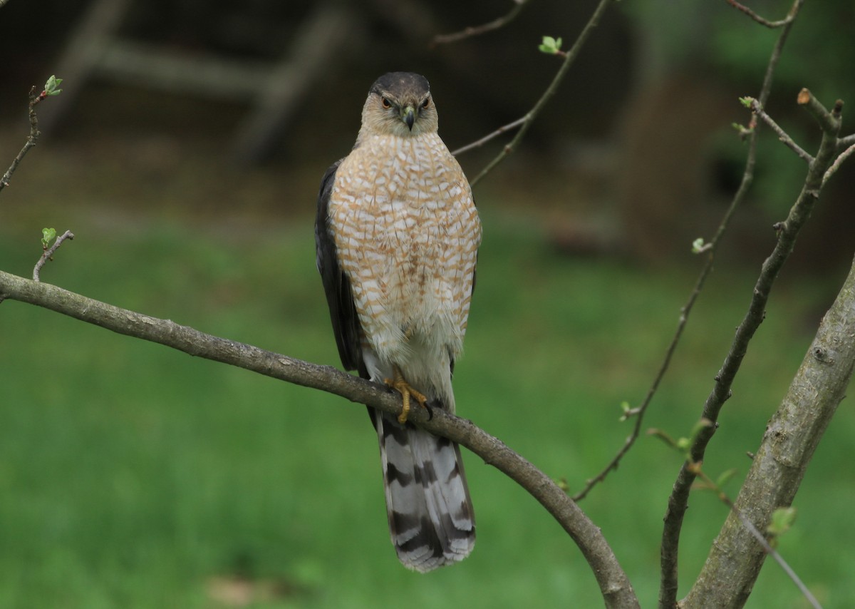 Cooper's Hawk - ML635383855