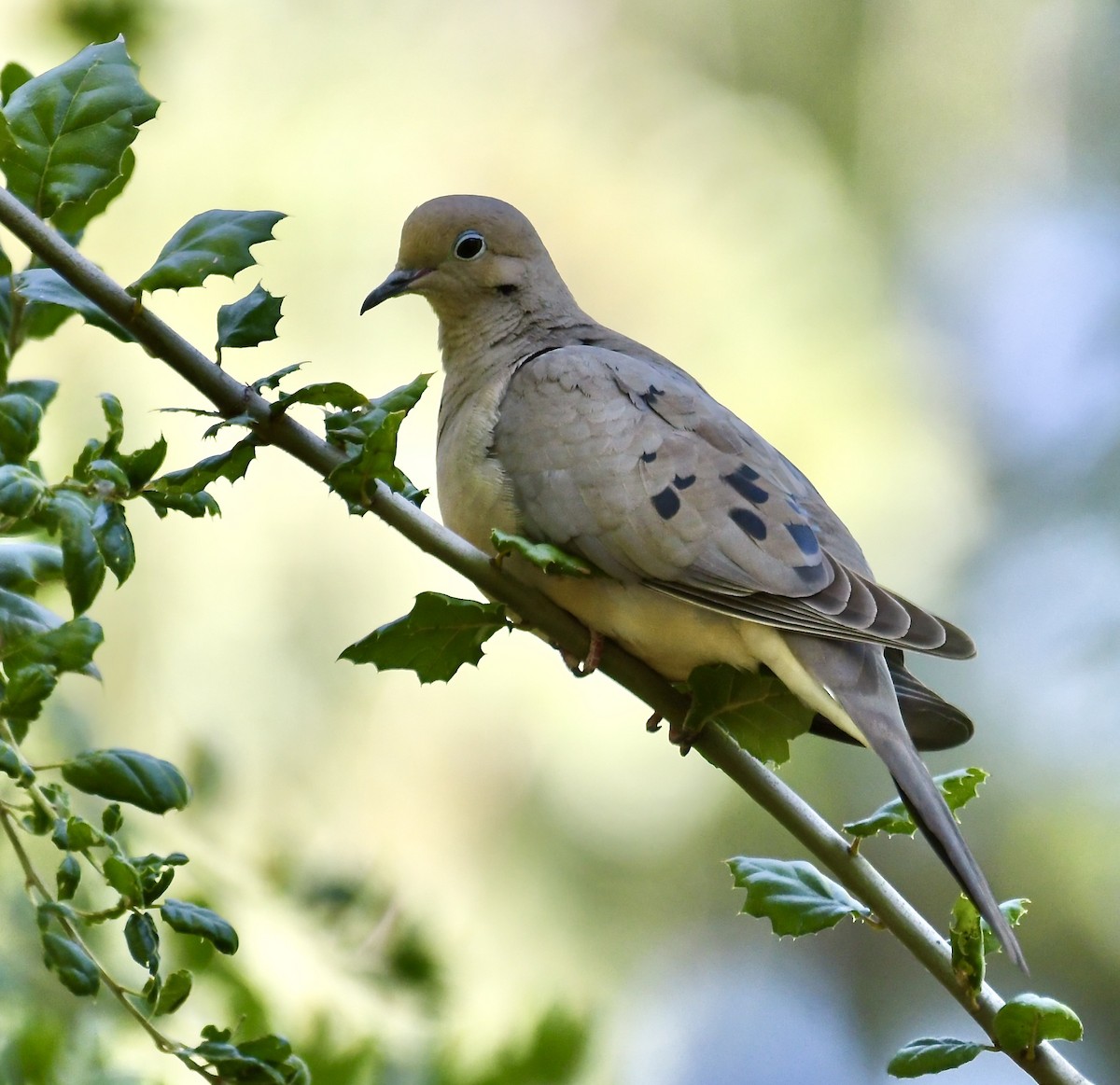 hrdlička karolínská - ML635384001