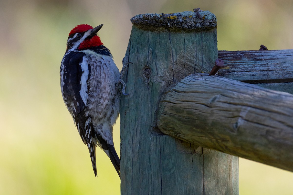 Red-naped Sapsucker - ML635384022