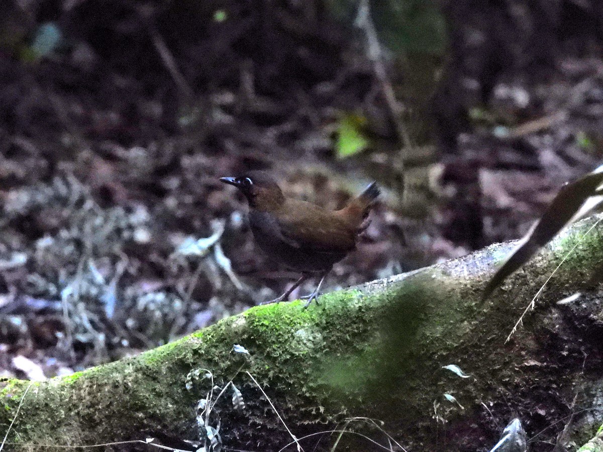 Mayan Antthrush - ML635384030