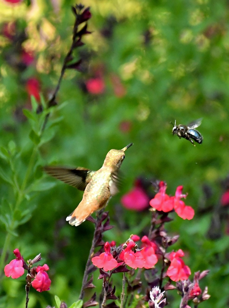 kalypta Allenova - ML635384050