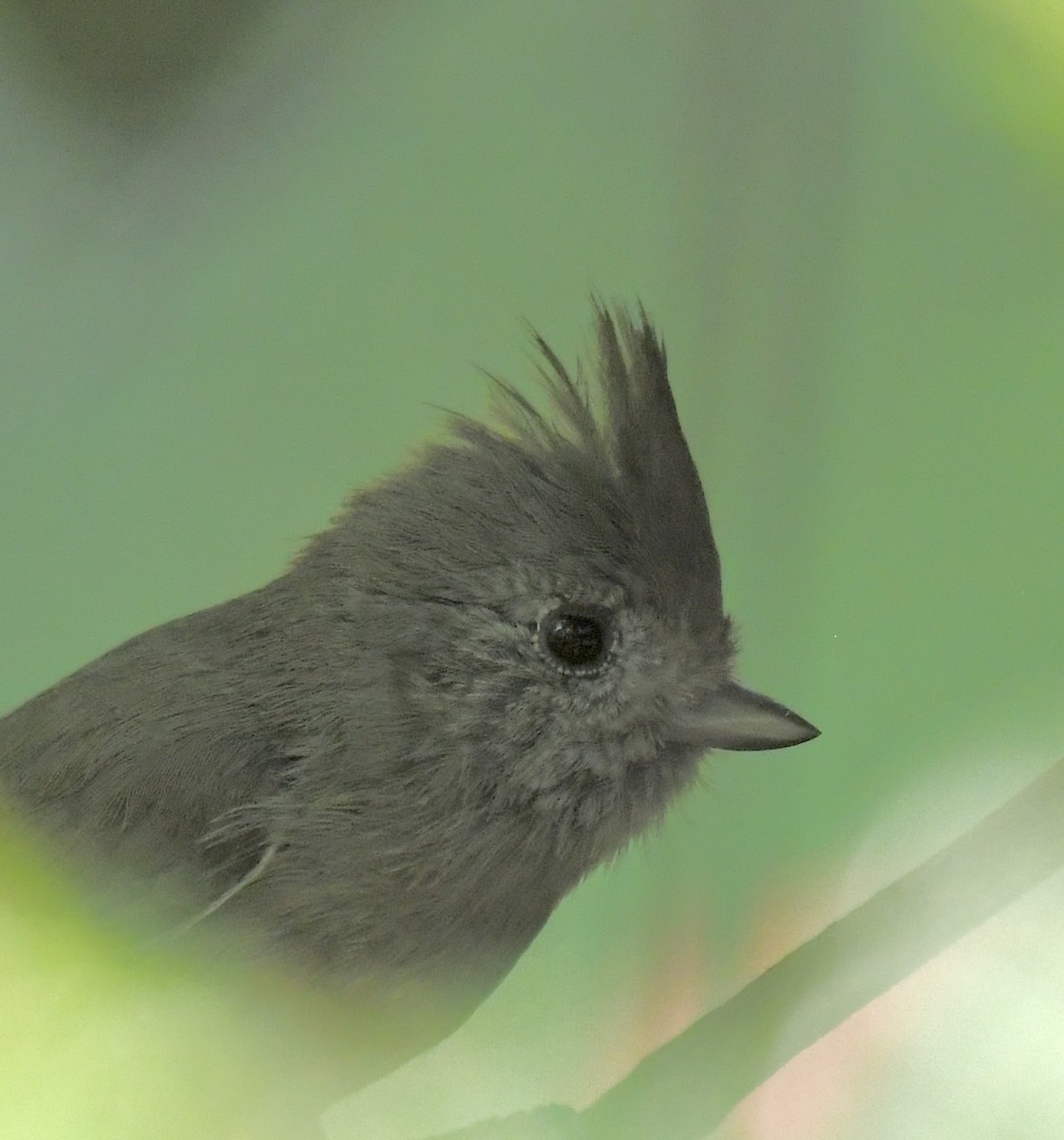 sýkora šedohnědá - ML635384066