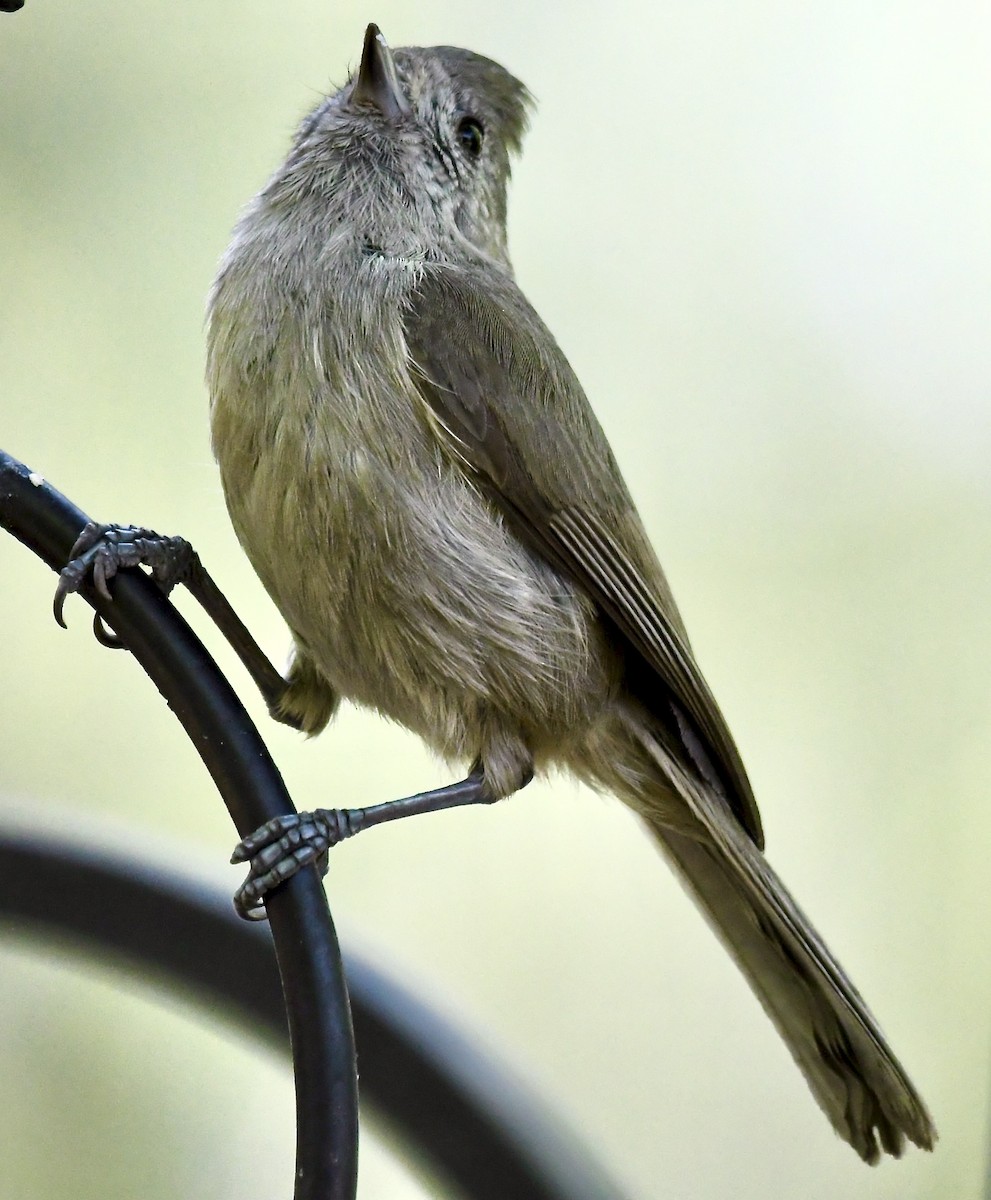 sýkora šedohnědá - ML635384079