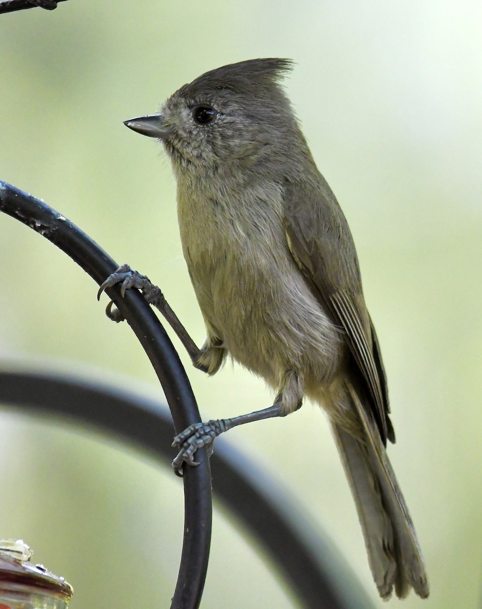 sýkora šedohnědá - ML635384086