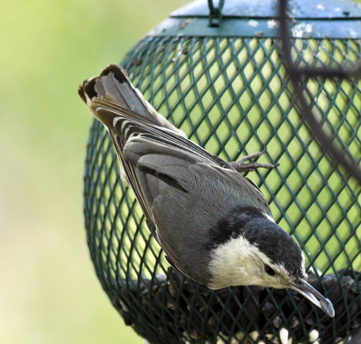 brhlík běloprsý - ML635384100