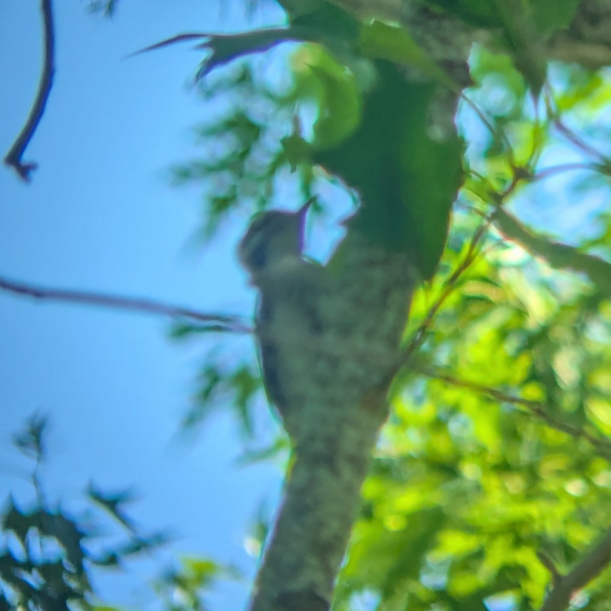Downy Woodpecker - ML635384107