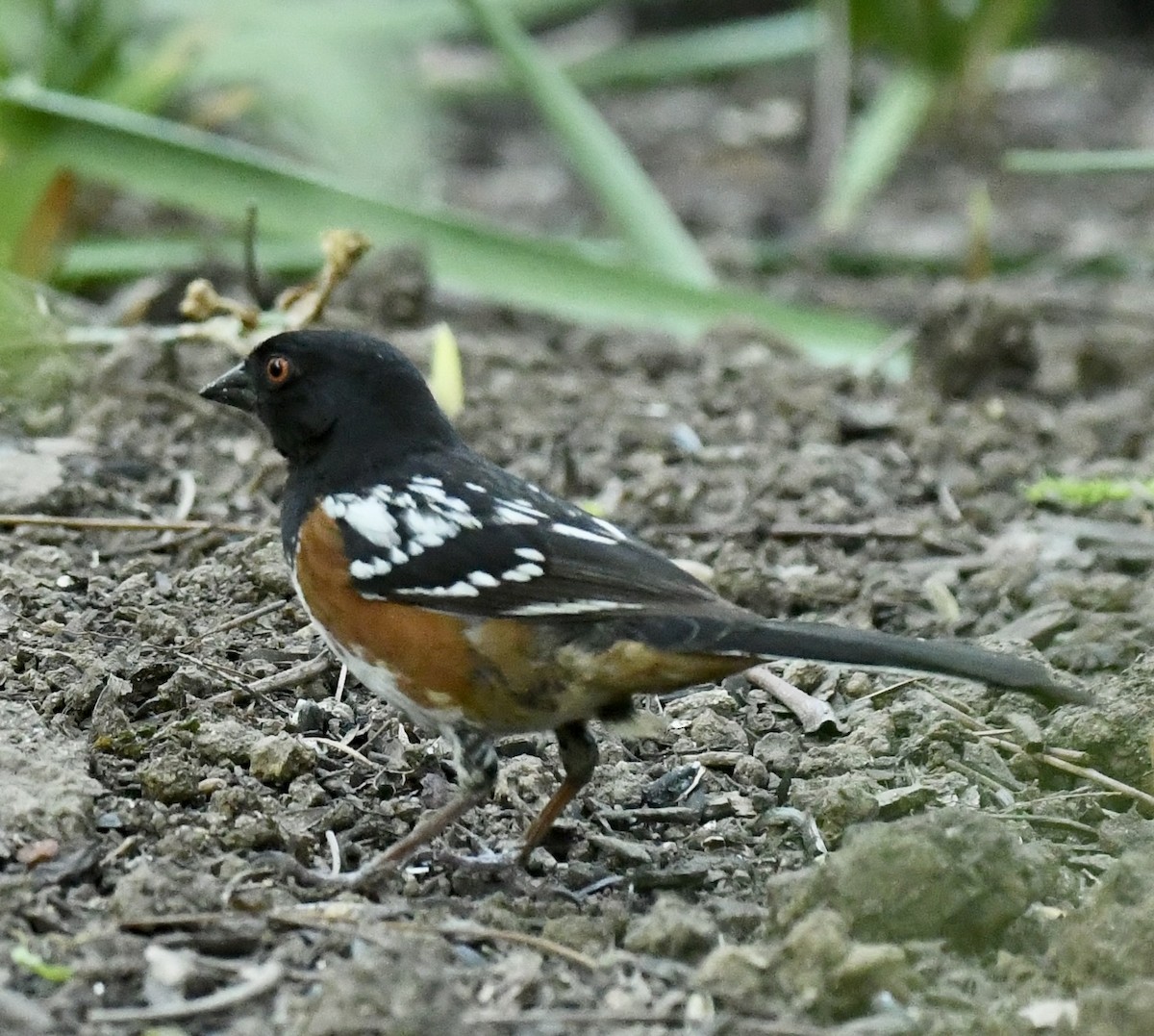 Spotted Towhee - ML635384118
