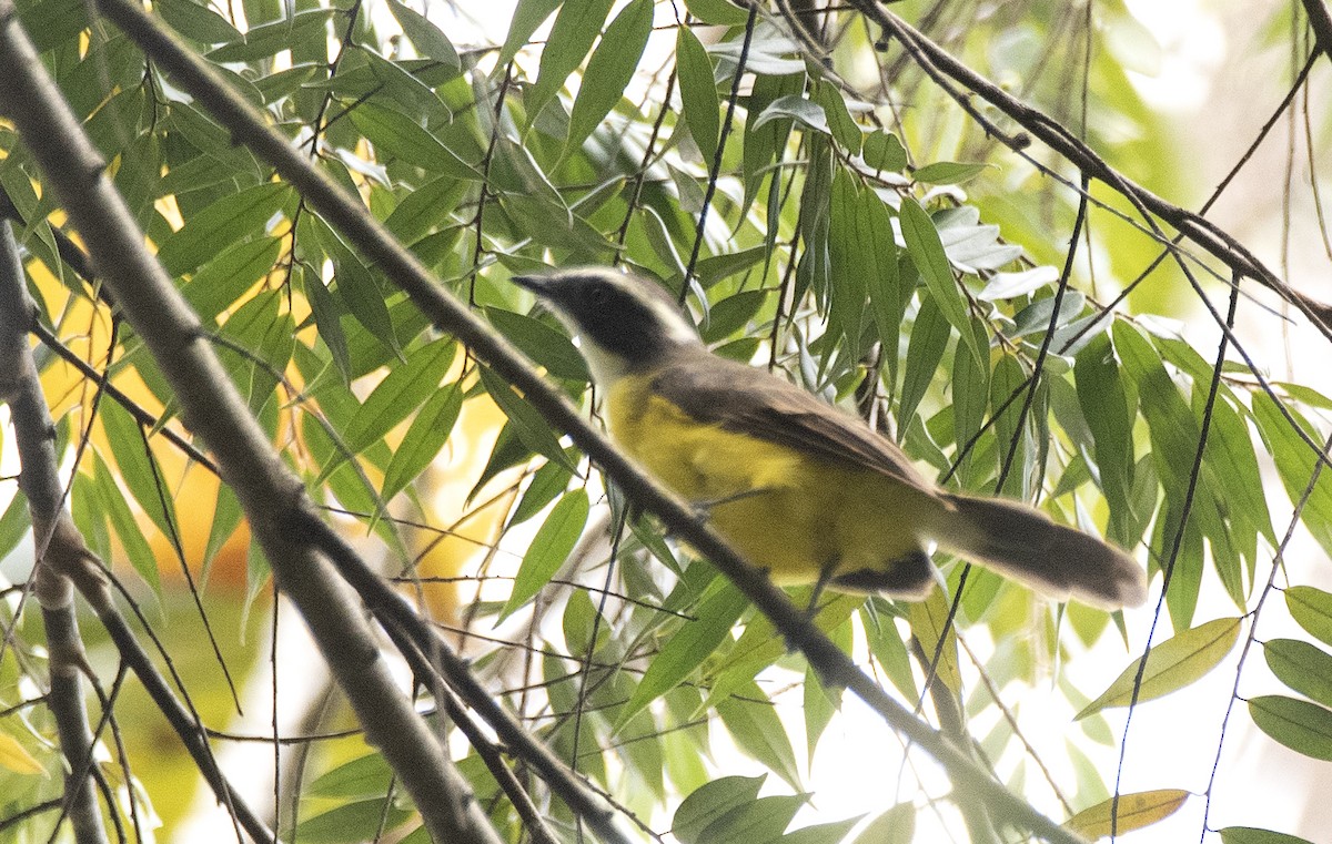 Social Flycatcher (Social) - ML635384131