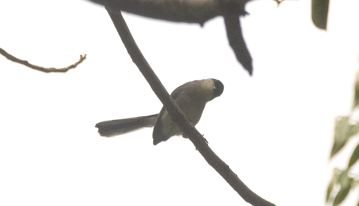Tropical Gnatcatcher (atricapilla) - ML635384140