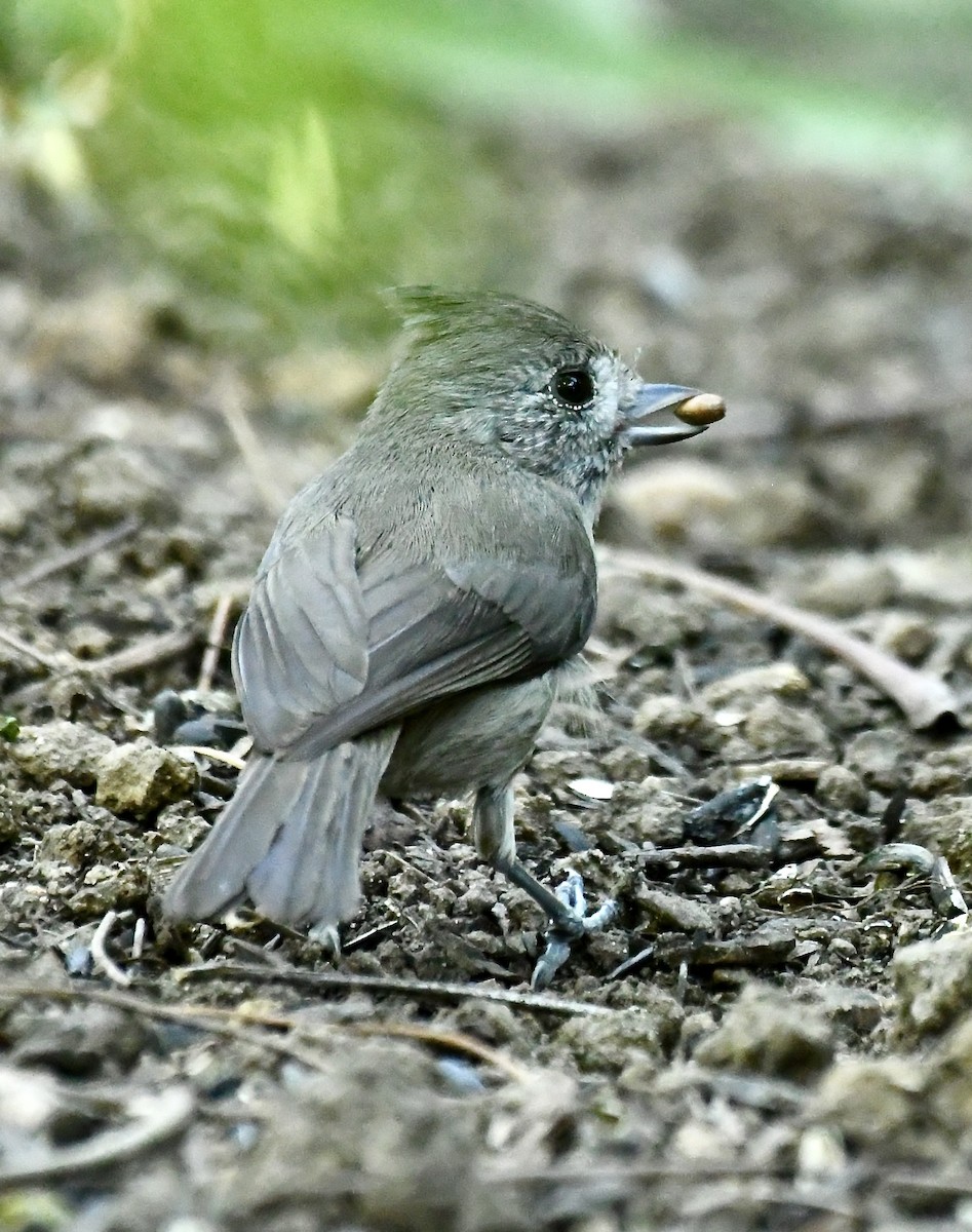 sýkora šedohnědá - ML635384158