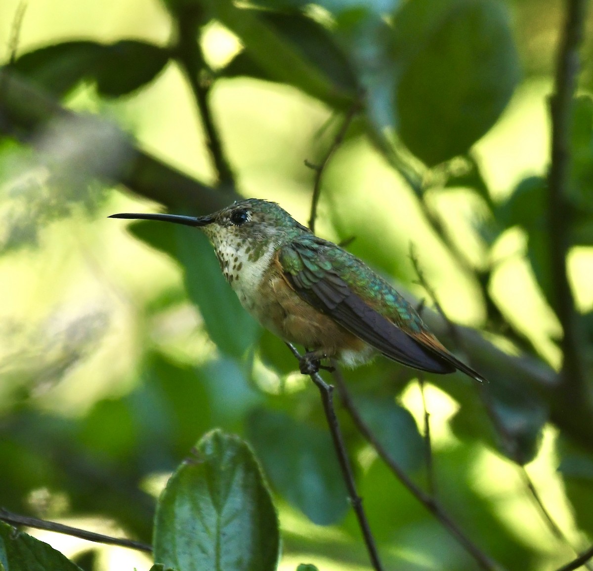 kalypta Allenova - ML635384194