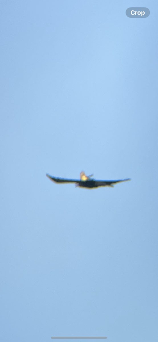 Common Raven - ML635384216