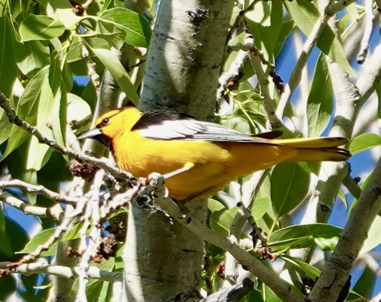 Bullock's Oriole - ML635384217