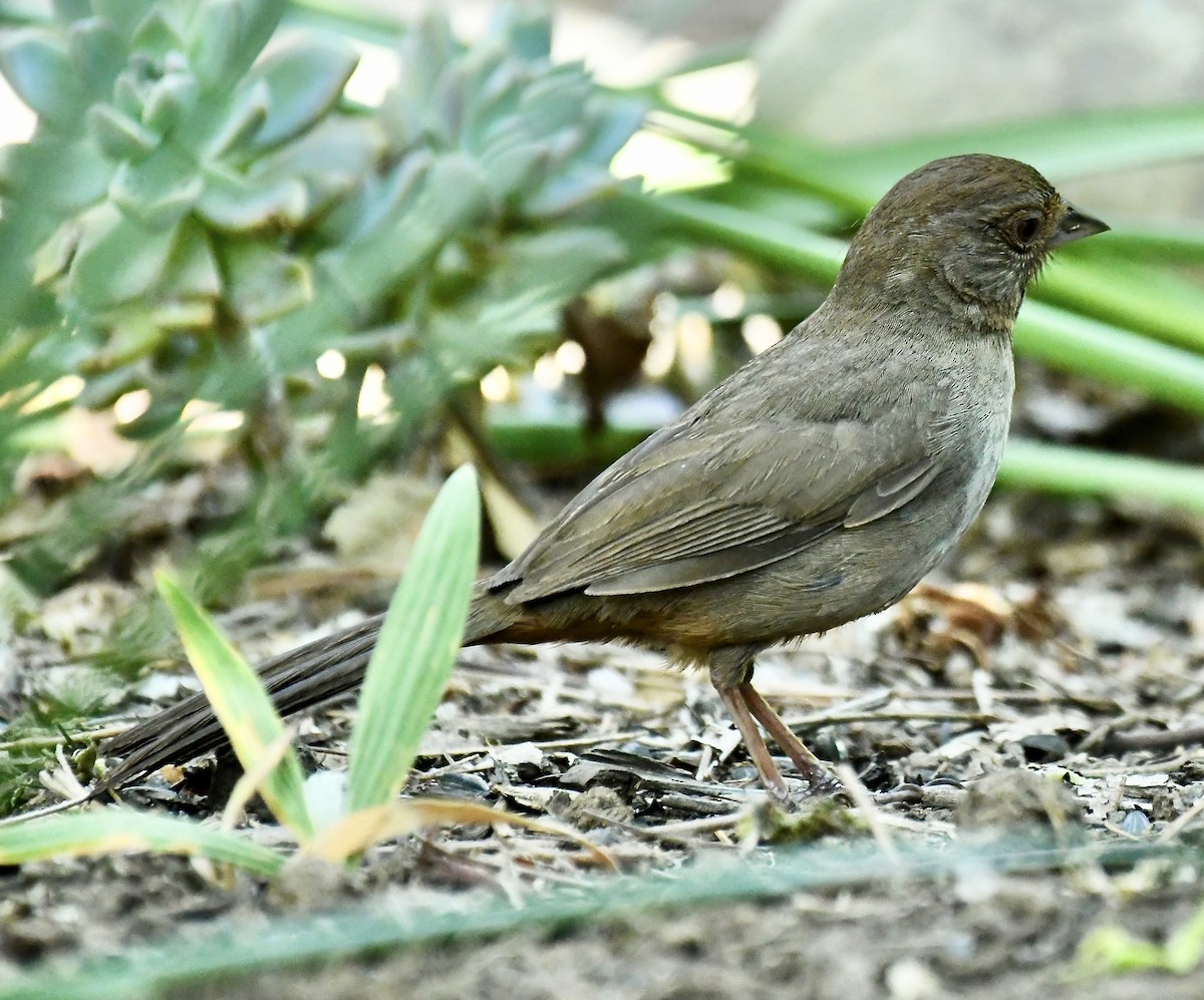 California Towhee - ML635384223