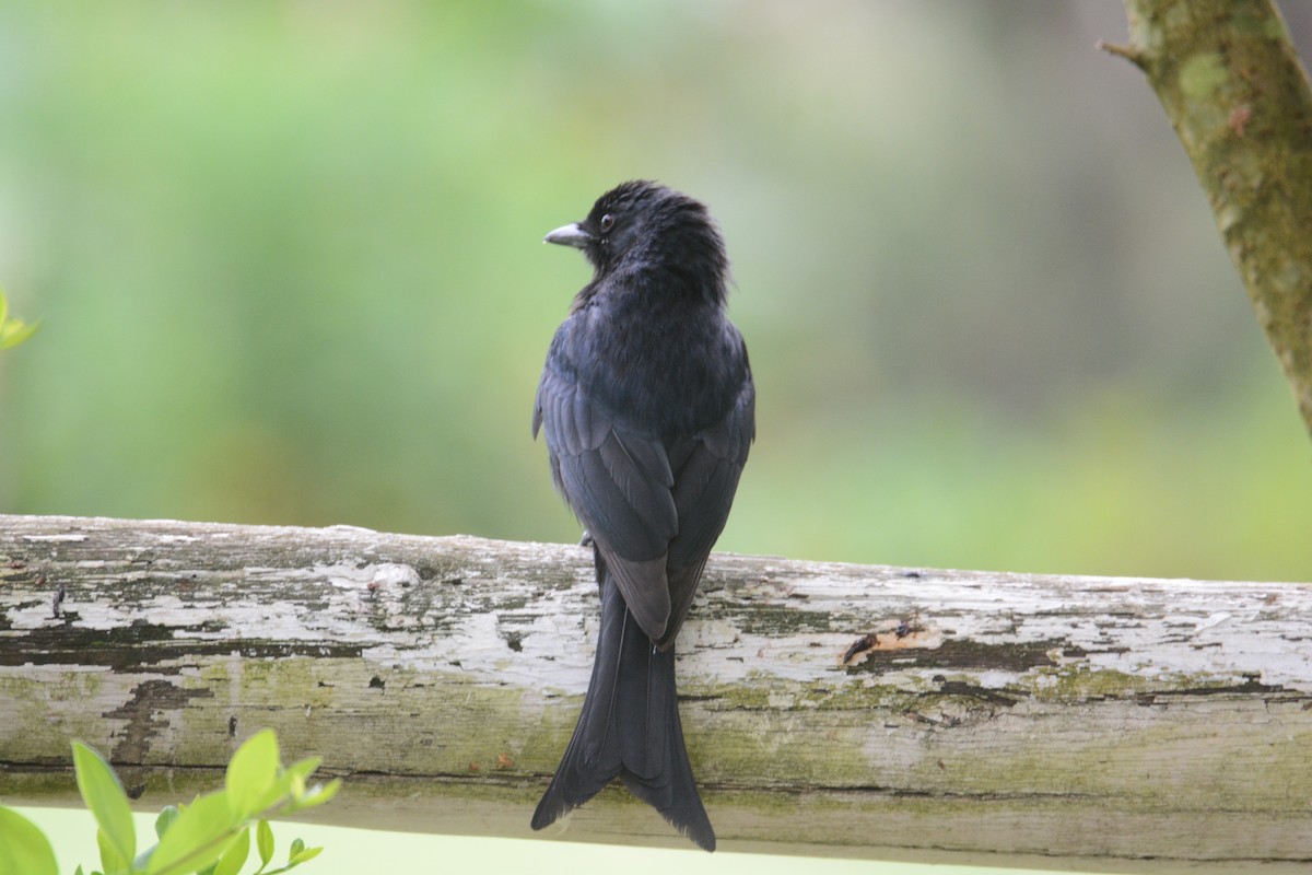 Fork-tailed Drongo - ML635384284