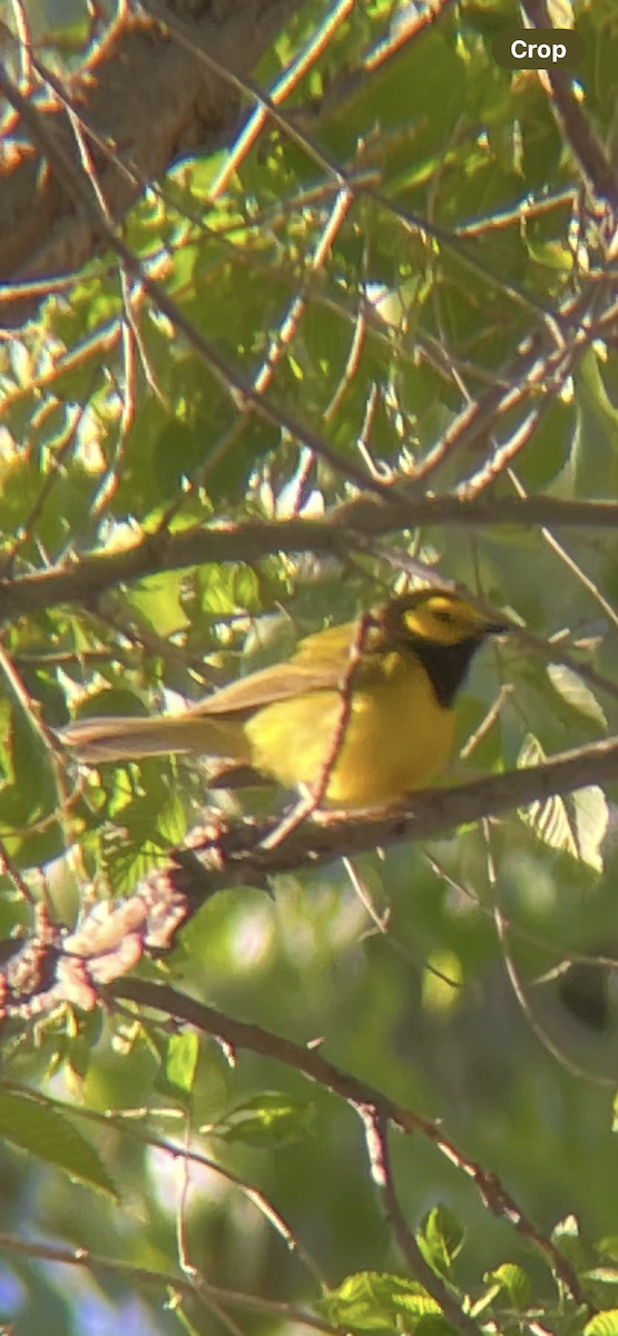 Hooded Warbler - ML635384325