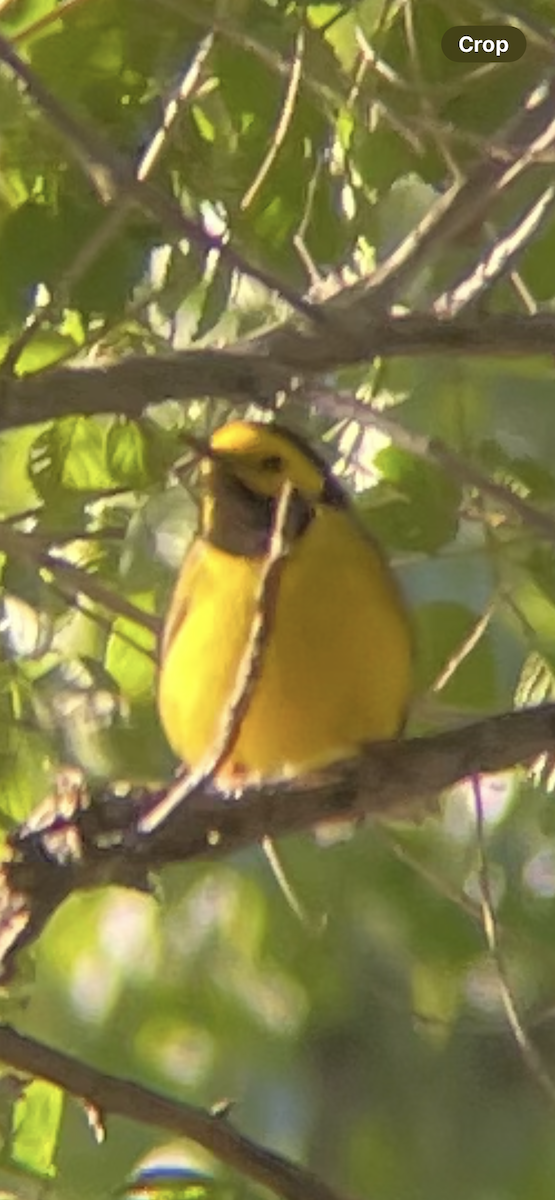 Hooded Warbler - ML635384326
