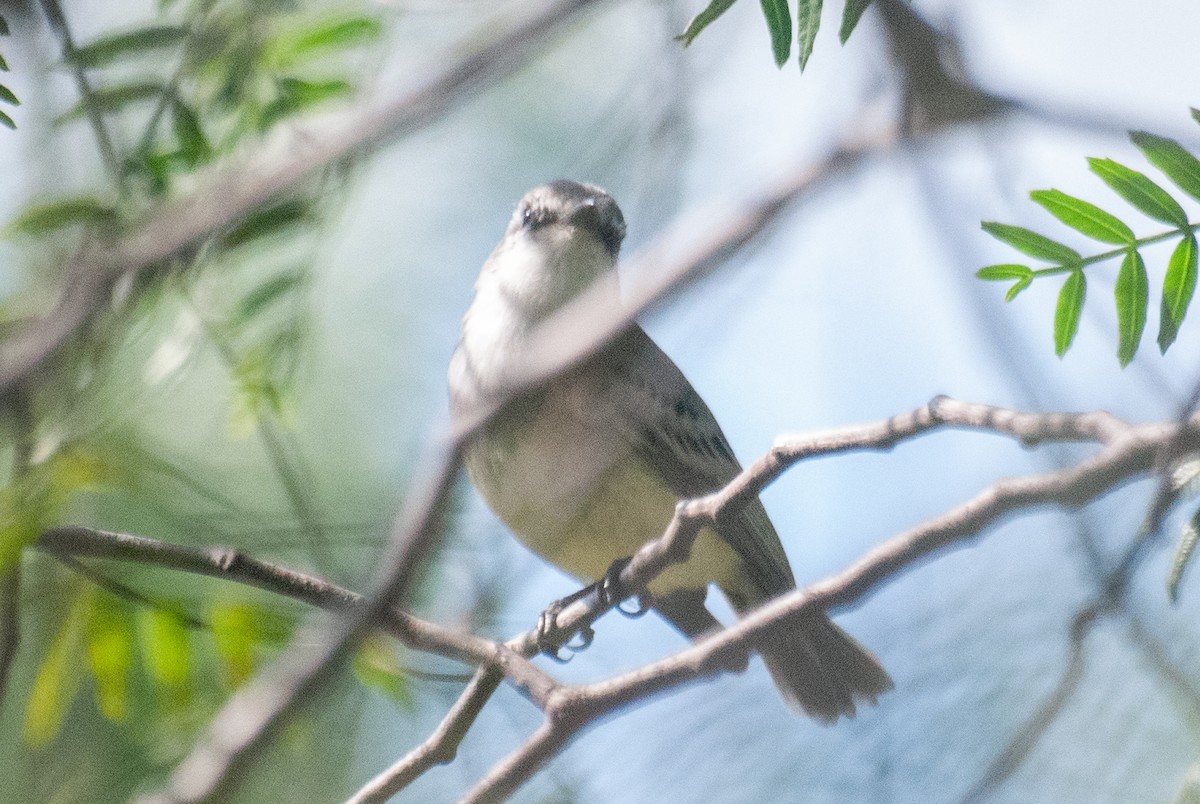 Yungas Sparrow - ML635384328