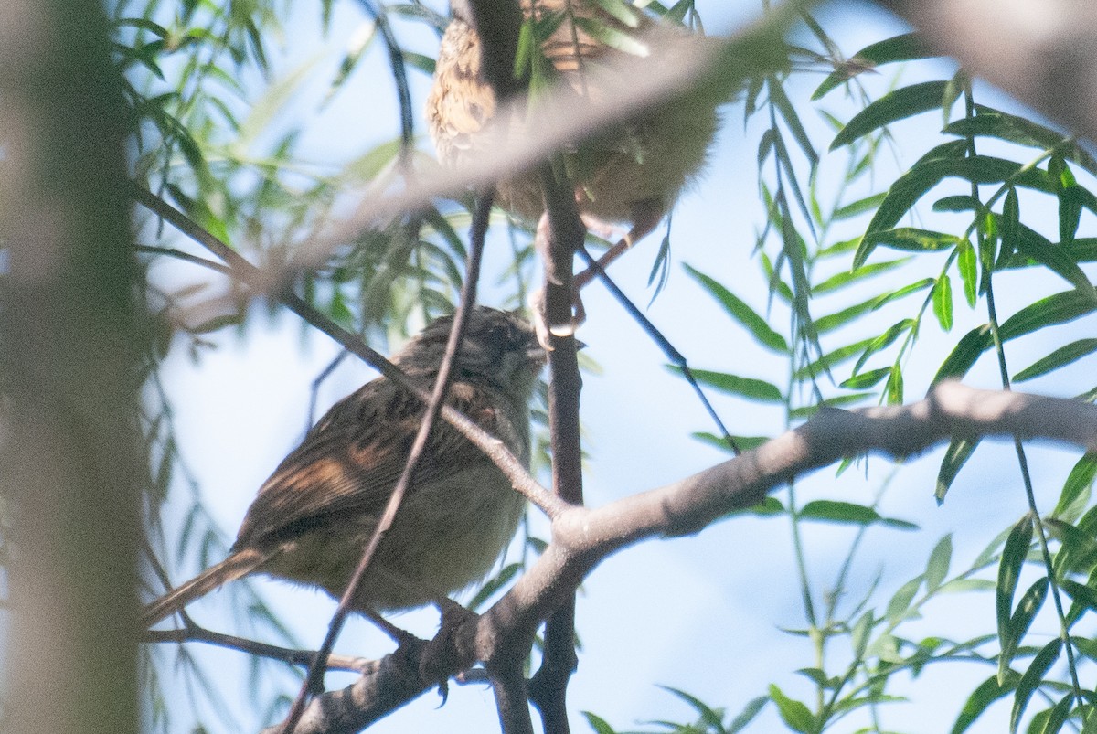 Yungas Sparrow - ML635384329