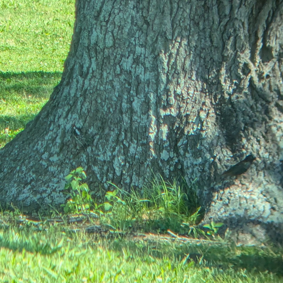 Downy Woodpecker - ML635384332