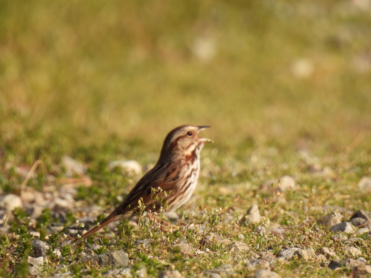Song Sparrow - ML635384441
