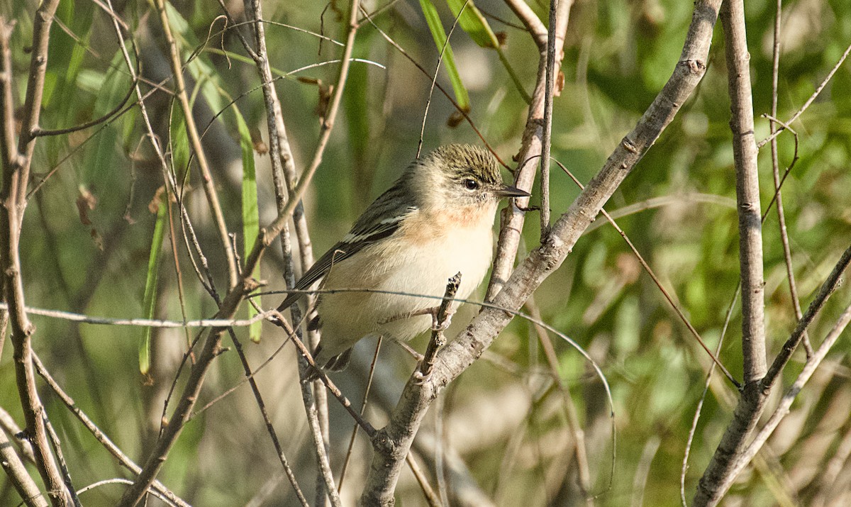 kastanjeparula - ML635384463