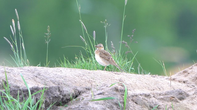 Eurasian Skylark - ML635384506