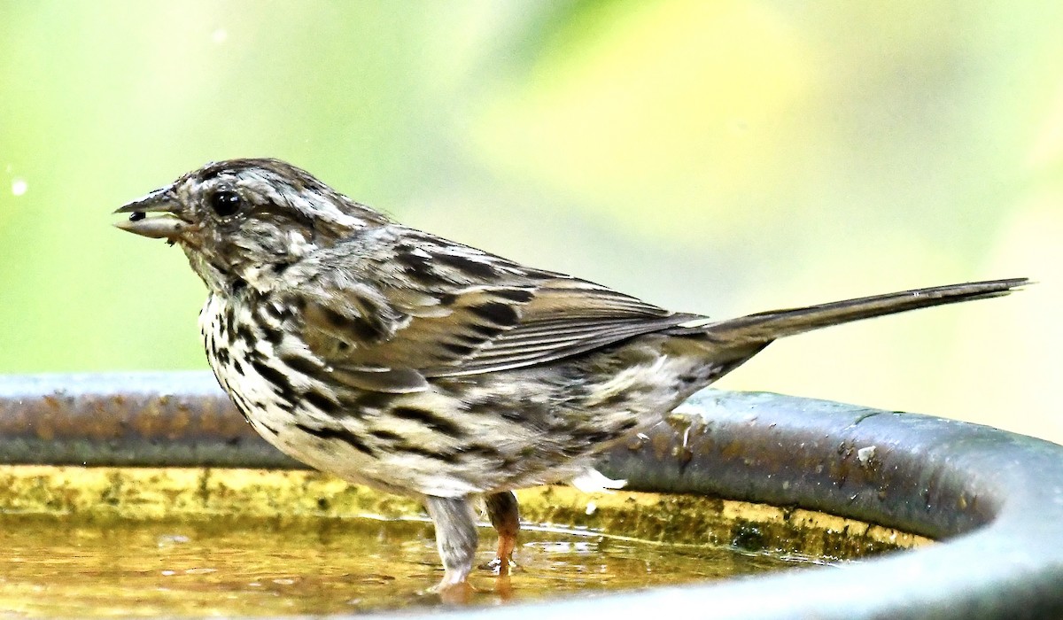 strnadec zpěvný - ML635384584