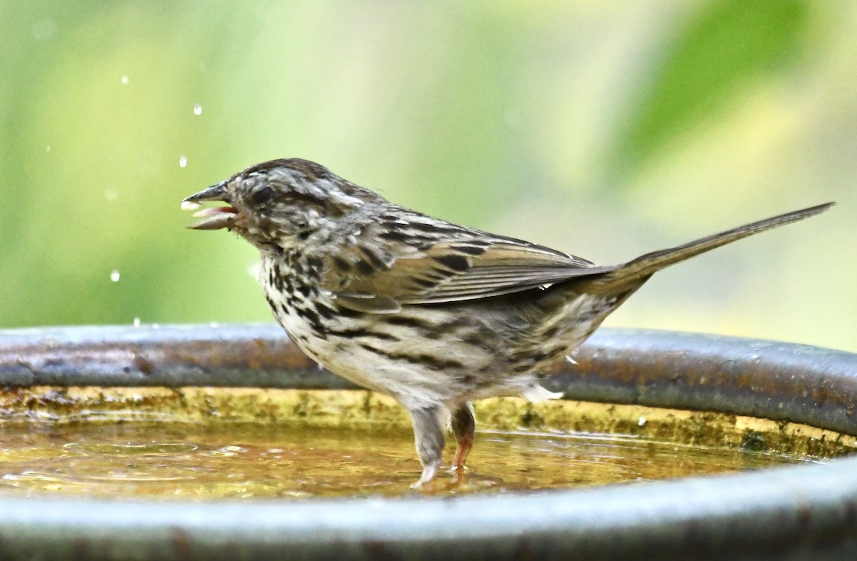 strnadec zpěvný - ML635384593