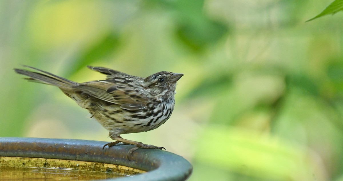 strnadec zpěvný - ML635384601