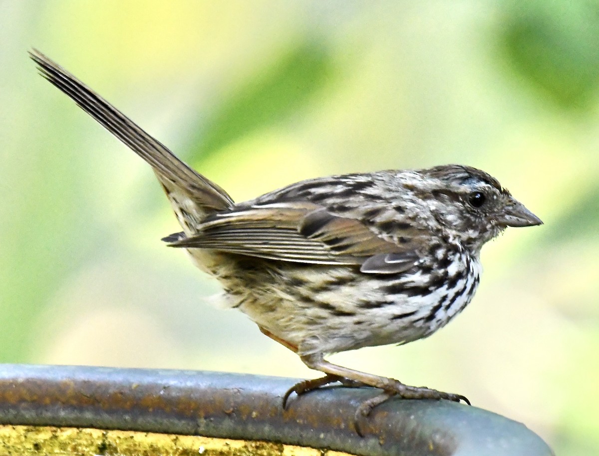 strnadec zpěvný - ML635384605