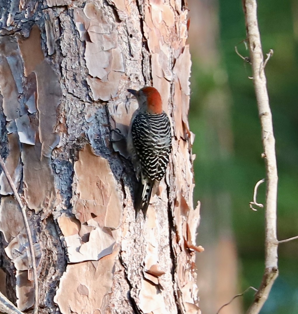 Red-bellied Woodpecker - ML635384607