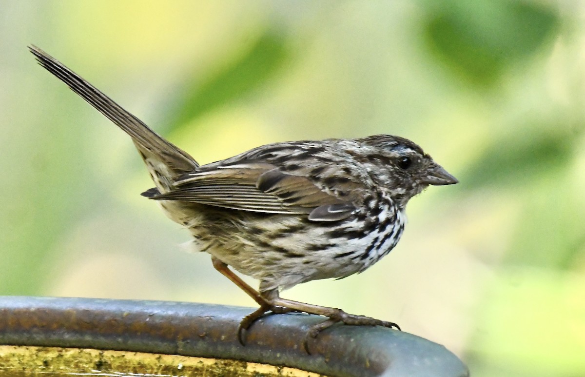 strnadec zpěvný - ML635384611