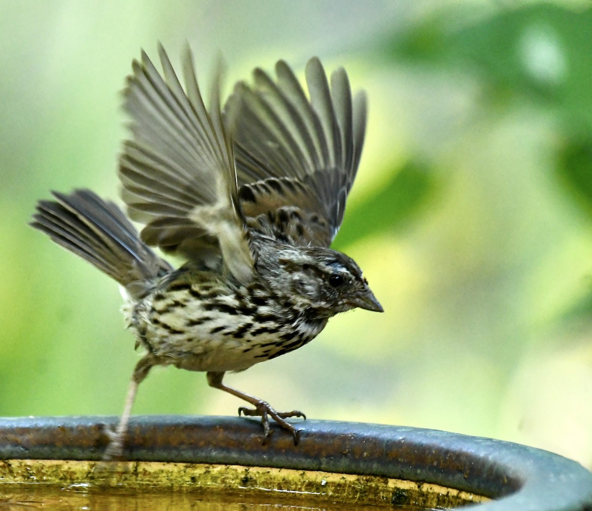 strnadec zpěvný - ML635384620